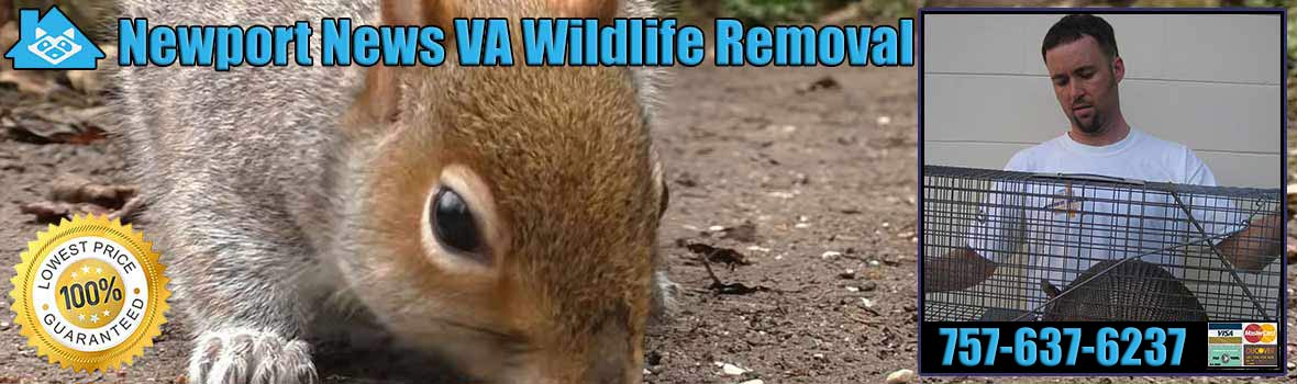 Newport News Wildlife and Animal Removal